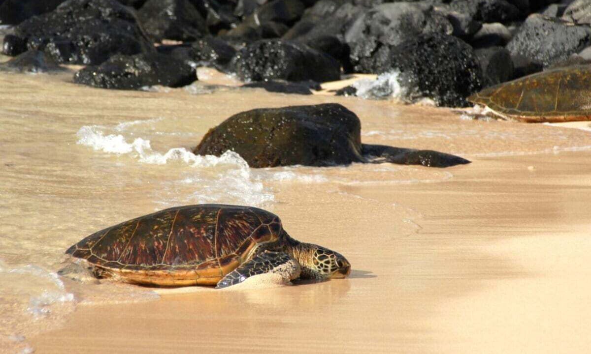 Photo of Others in Napili