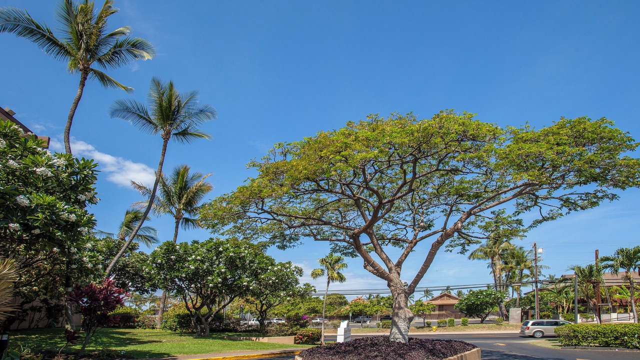 Photo of Others in Kihei
