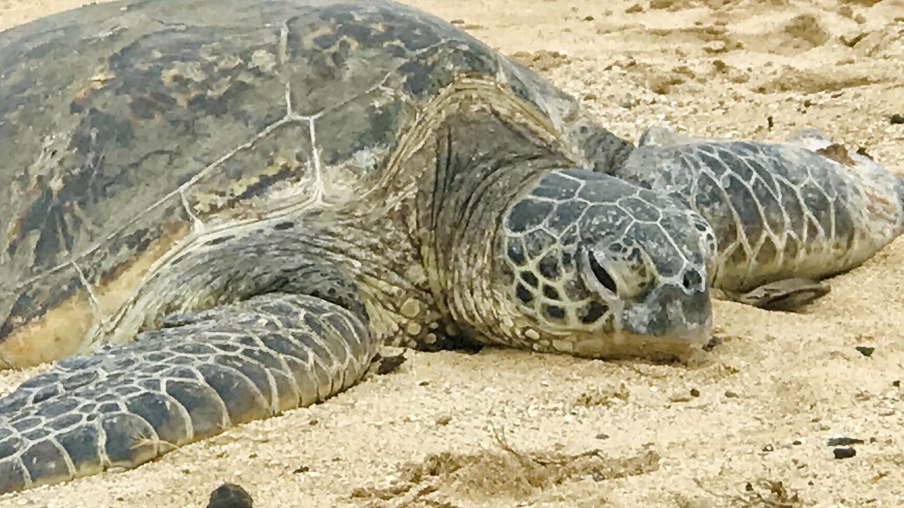 Photo of Others in Kihei